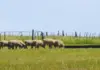 Stellenbosch University confirms student suffocated sheep