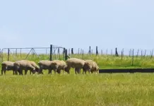 Stellenbosch University confirms student suffocated sheep