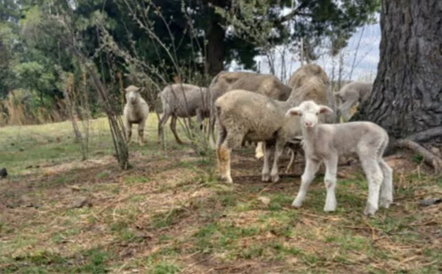 Rainy season alert: vaccinate livestock against bluetongue in time