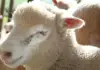 A five-point-check system for smart parasite control in livestock