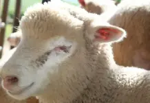 A five-point-check system for smart parasite control in livestock