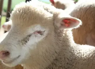 A five-point-check system for smart parasite control in livestock