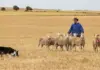 Young working dog takes National Sheepdog Championship title