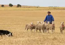 Young working dog takes National Sheepdog Championship title