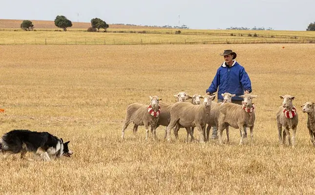 Young working dog takes National Sheepdog Championship title