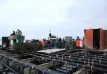 Retailers drive sustainable seafood choices as consumption rises shellfish farming