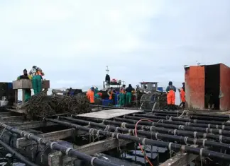 Retailers drive sustainable seafood choices as consumption rises shellfish farming