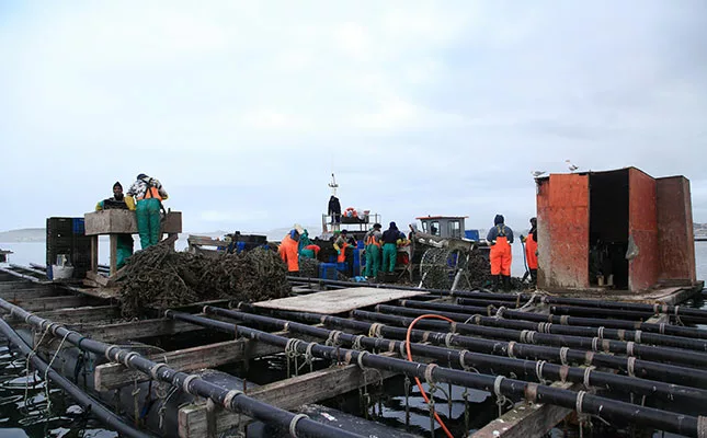 shellfish farming