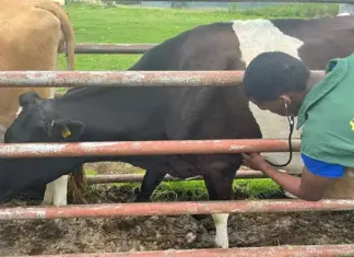 Study Animal Health at TARDI