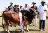 Kenya celebrates 76 years of Boran excellence at landmark show