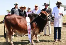 Kenya celebrates 76 years of Boran excellence at landmark show