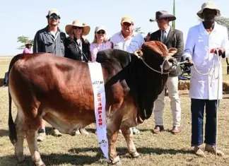 Kenya celebrates 76 years of Boran excellence at landmark show