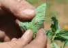 No confirmed cases of pesticide resistance in tomato leaf miner