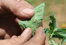 No confirmed cases of pesticide resistance in tomato leaf miner