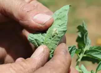 No confirmed cases of pesticide resistance in tomato leaf miner