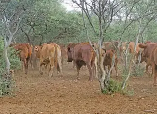 Building strong biosecurity protocols in communal livestock farming