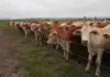 Have your say in new stock theft study