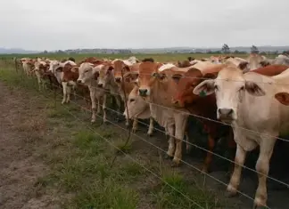 Have your say in new stock theft study