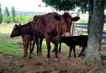 FMD outbreak may push red meat prices higher this festive season