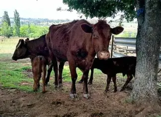 FMD outbreak may push red meat prices higher this festive season