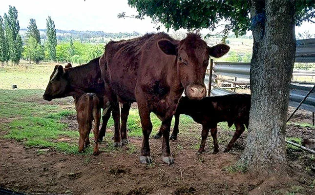 FMD outbreak may push red meat prices higher this festive season