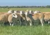 Dormer sheep: proven performer in SA’s meat market