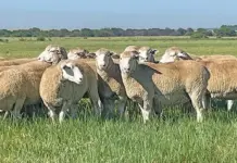 Dormer sheep: proven performer in SA’s meat market