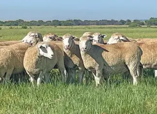 Dormer sheep: proven performer in SA’s meat market