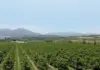 Implementing the agriculture master plan is key to growth