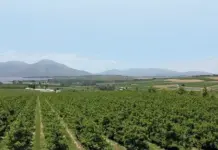 Implementing the agriculture master plan is key to growth
