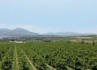Implementing the agriculture master plan is key to growth