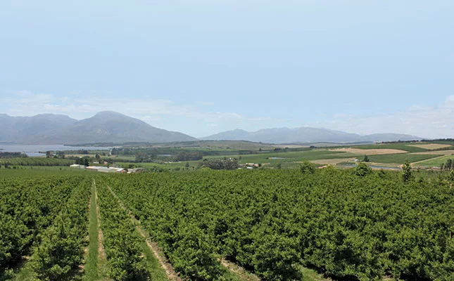 Implementing the agriculture master plan is key to growth
