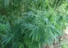 Experts acknowledge challenges in the hemp industry hemp plant