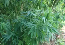 Experts acknowledge challenges in the hemp industry hemp plant
