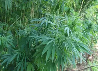 Experts acknowledge challenges in the hemp industry hemp plant