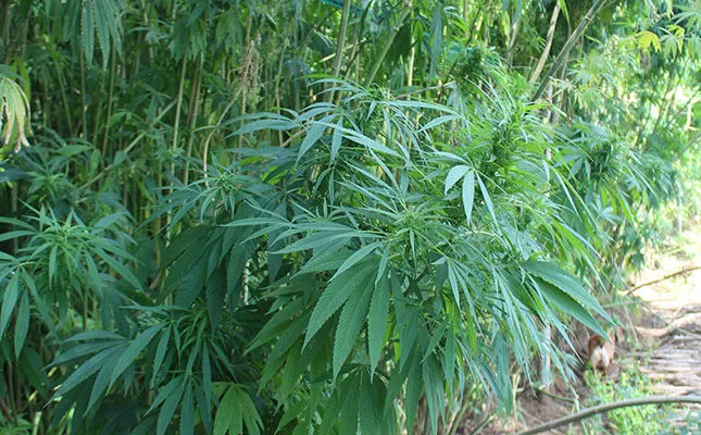 hemp plant