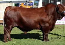 The financial realities of showing livestock