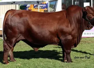 The financial realities of showing livestock