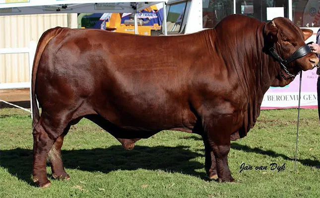 The financial realities of showing livestock