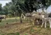 Rainy season alert: vaccinate livestock against bluetongue in time