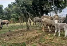 Rainy season alert: vaccinate livestock against bluetongue in time