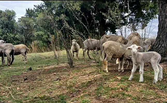 Rainy season alert: vaccinate livestock against bluetongue in time