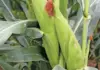 Zim lifts ban on SA maize imports but imposes restrictions