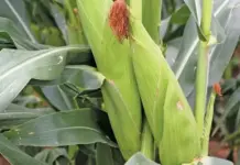 Zim lifts ban on SA maize imports but imposes restrictions