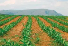 North West, Free State seed crime syndicates at it again