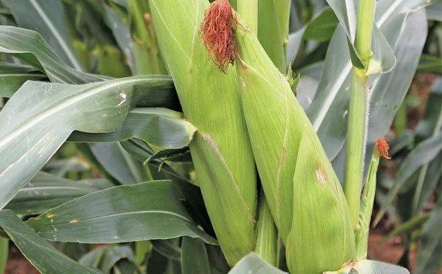Zim lifts ban on SA maize imports but imposes restrictions