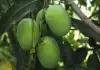 Crackdown on sale of ethylene-ripened mangoes at fresh produce markets