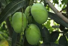 Crackdown on sale of ethylene-ripened mangoes at fresh produce markets