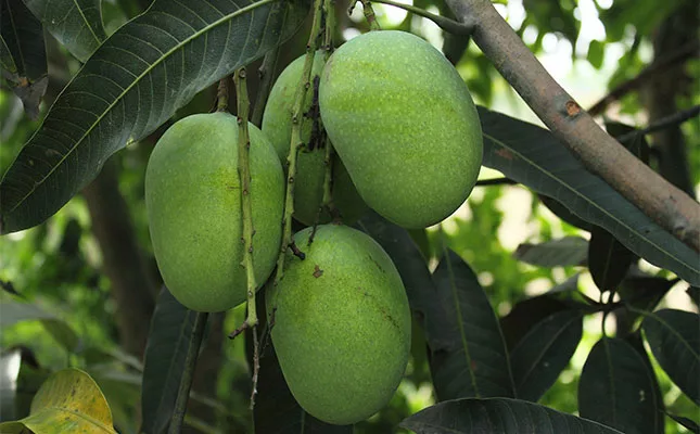 Crackdown on sale of ethylene-ripened mangoes at fresh produce markets
