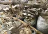 Denny closure: those who act fast to fill supply gaps will score mushrooms